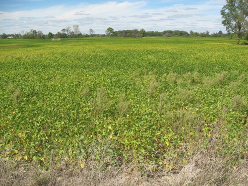 Property photo 1 - 110+/- Acres offered in 4 Tillable Tracts